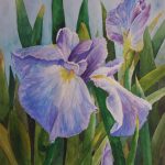 Mauve Iris | Watercolour | 15" x 11" | $150 (unframed)